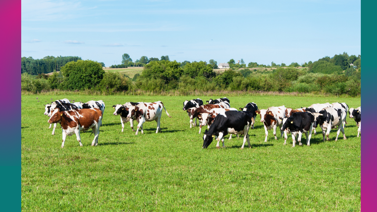 Declaração de rebanho deve ser feita à Agrodefesa até 31 de dezembro, em Goiás