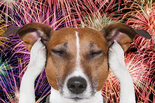 Os Perigos dos Fogos de Artifício para os Animais