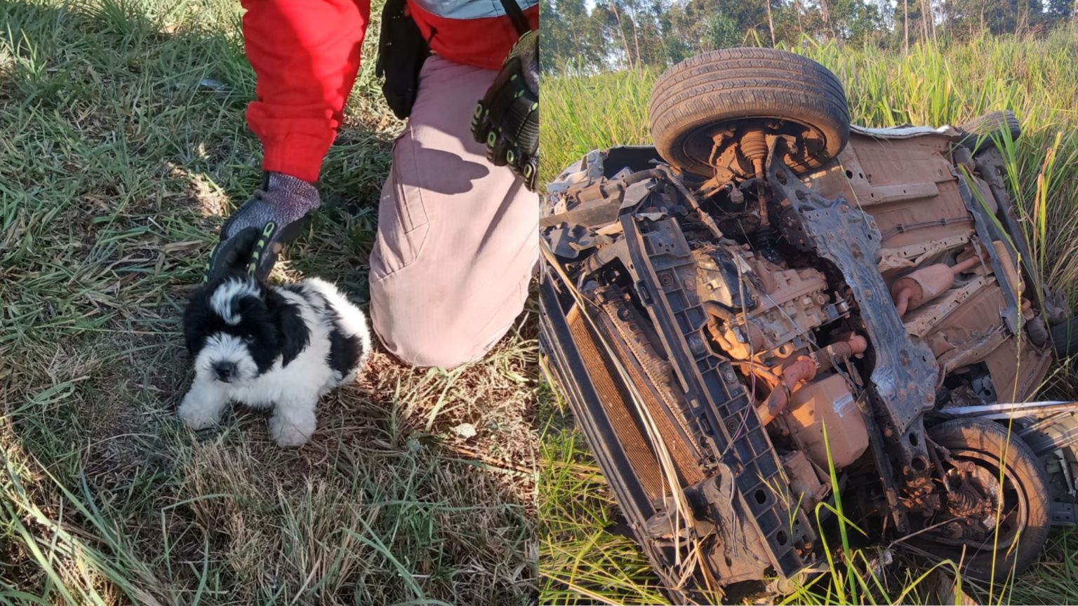 Cachorro sobrevive ileso após carro capotar na BR-050, em Goiás