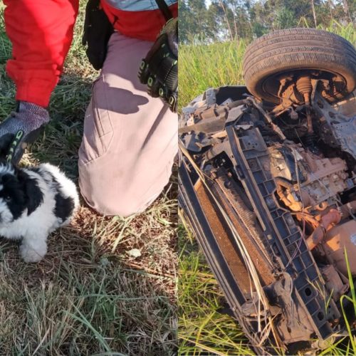 Cachorro sobrevive ileso após carro capotar na BR-050, em Goiás