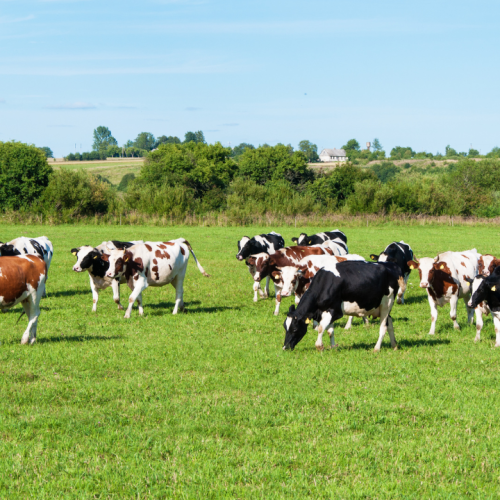 Declaração de rebanho deve ser feita à Agrodefesa até 31 de dezembro, em Goiás