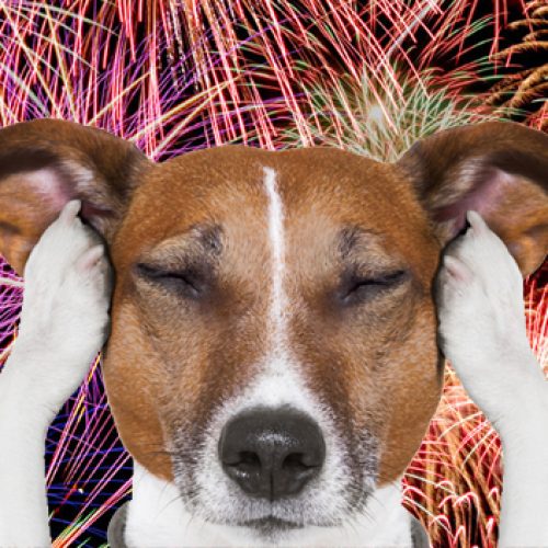 Os Perigos dos Fogos de Artifício para os Animais